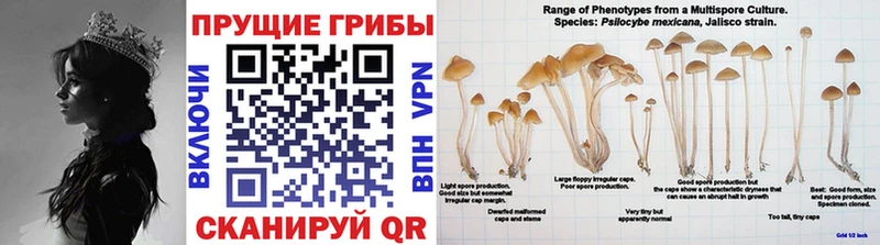 Псилоцибиновые грибы Cubensis Устюжна